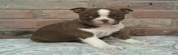 Boston Terrier dogs for sale: Connor  - Ad 1