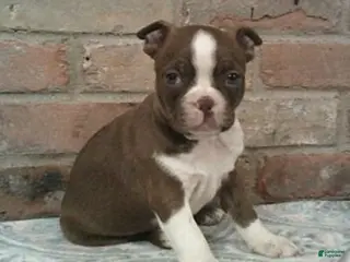 Boston Terrier dogs for sale: Connor - Ad 3