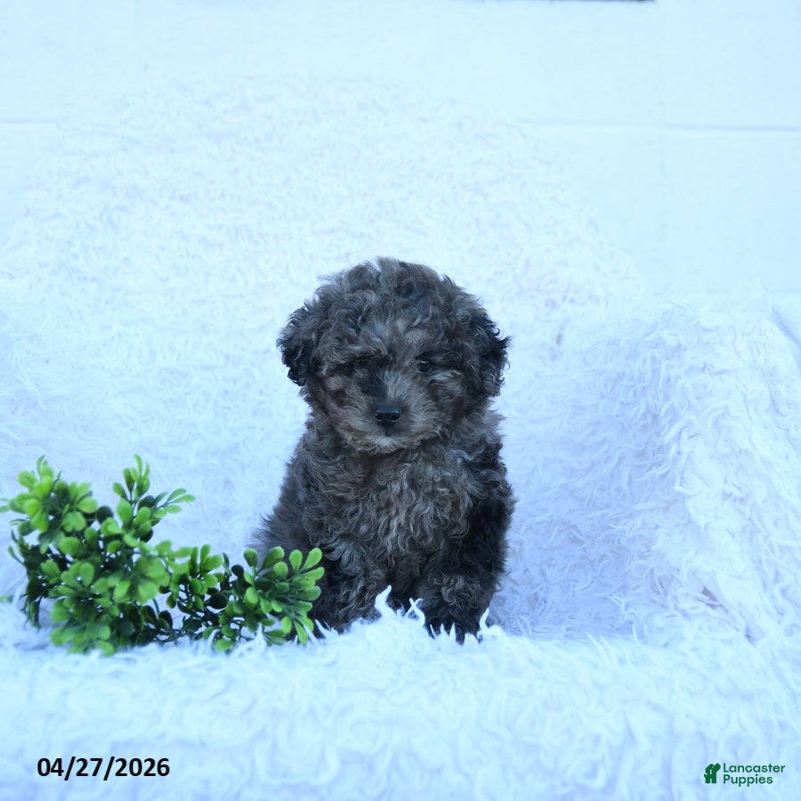 Miniature Poodle dogs Matilda - Ad 1