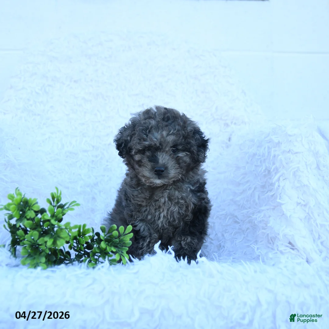 Miniature Poodle dogs for sale: Matilda - Ad 1