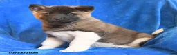 Akita dogs for sale: Princess - Ad 3