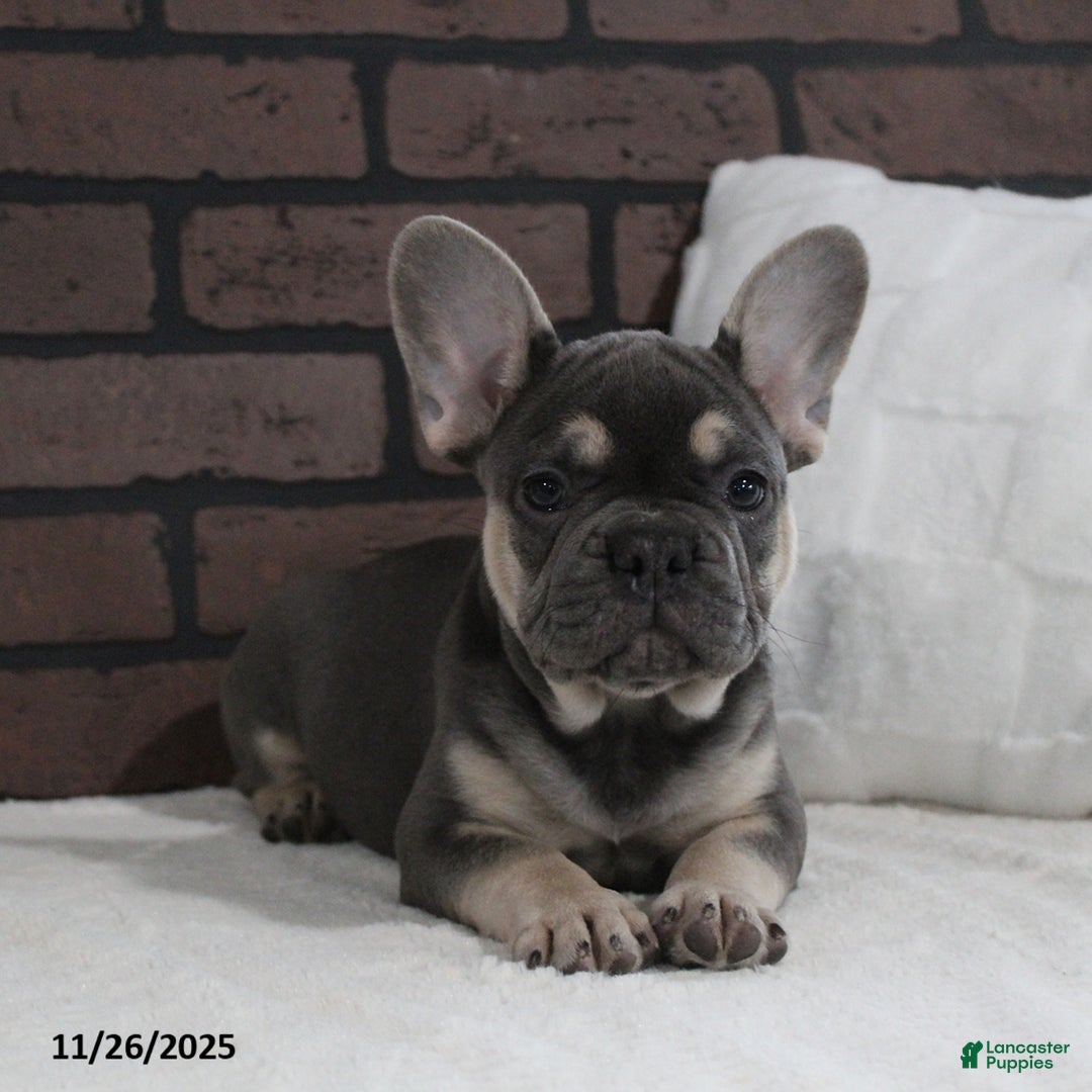 French Bulldog dogs for sale: Bubbles - Ad 2