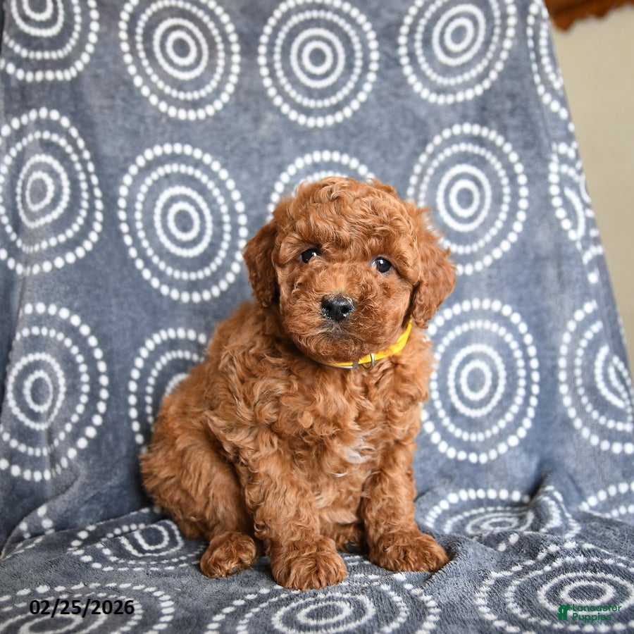 Mini Goldendoodle dogs Brady - Ad 1