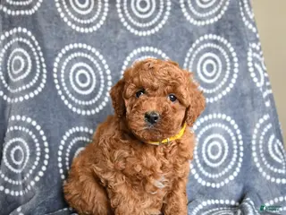 Mini Goldendoodle dogs for sale: Brady - Ad 2