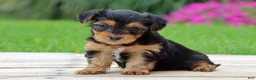 Yorkshire Terrier dogs for sale: Lulu - Ad 3