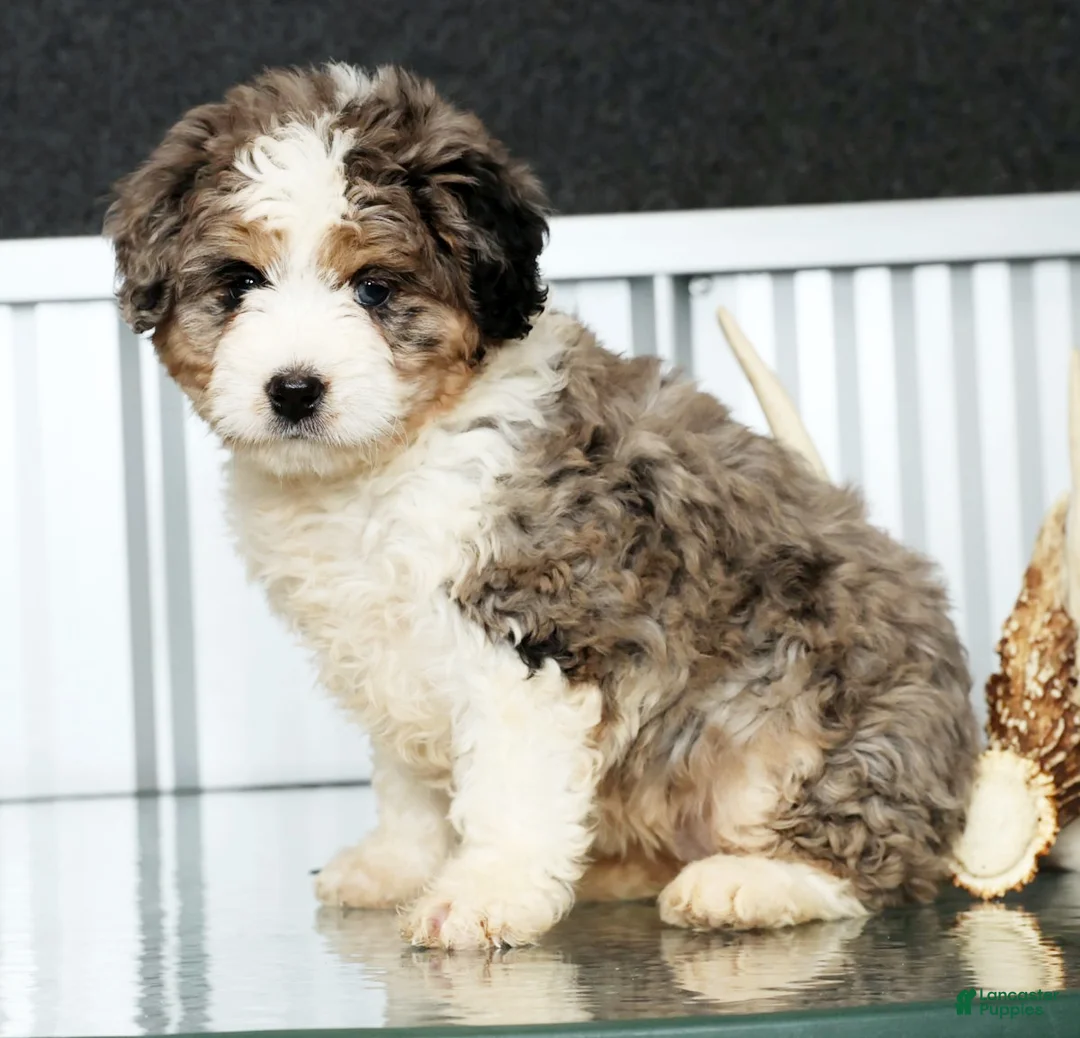 Mini Bernedoodle dogs for sale: Jane - Ad 3