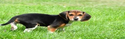 Beagle dogs for sale: Vicki - Ad 3
