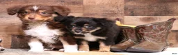 Toy Australian Shepherd dogs for sale: Dahlia smallest of the litter - Ad 5