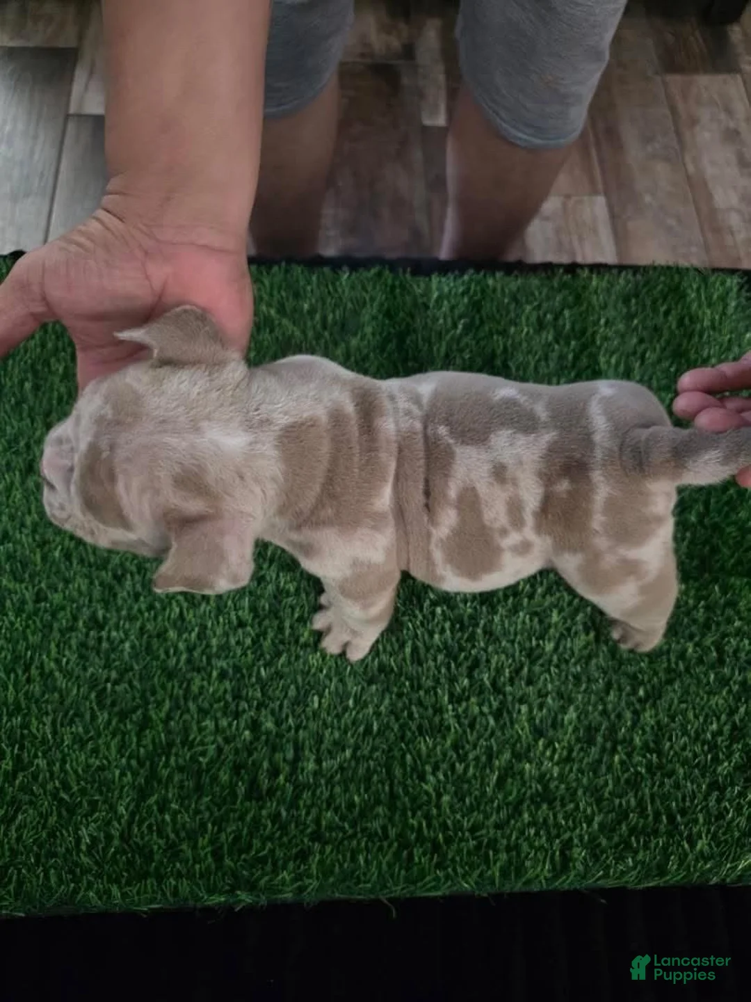 American Bully dogs for sale: American Bully 4 - Ad 2