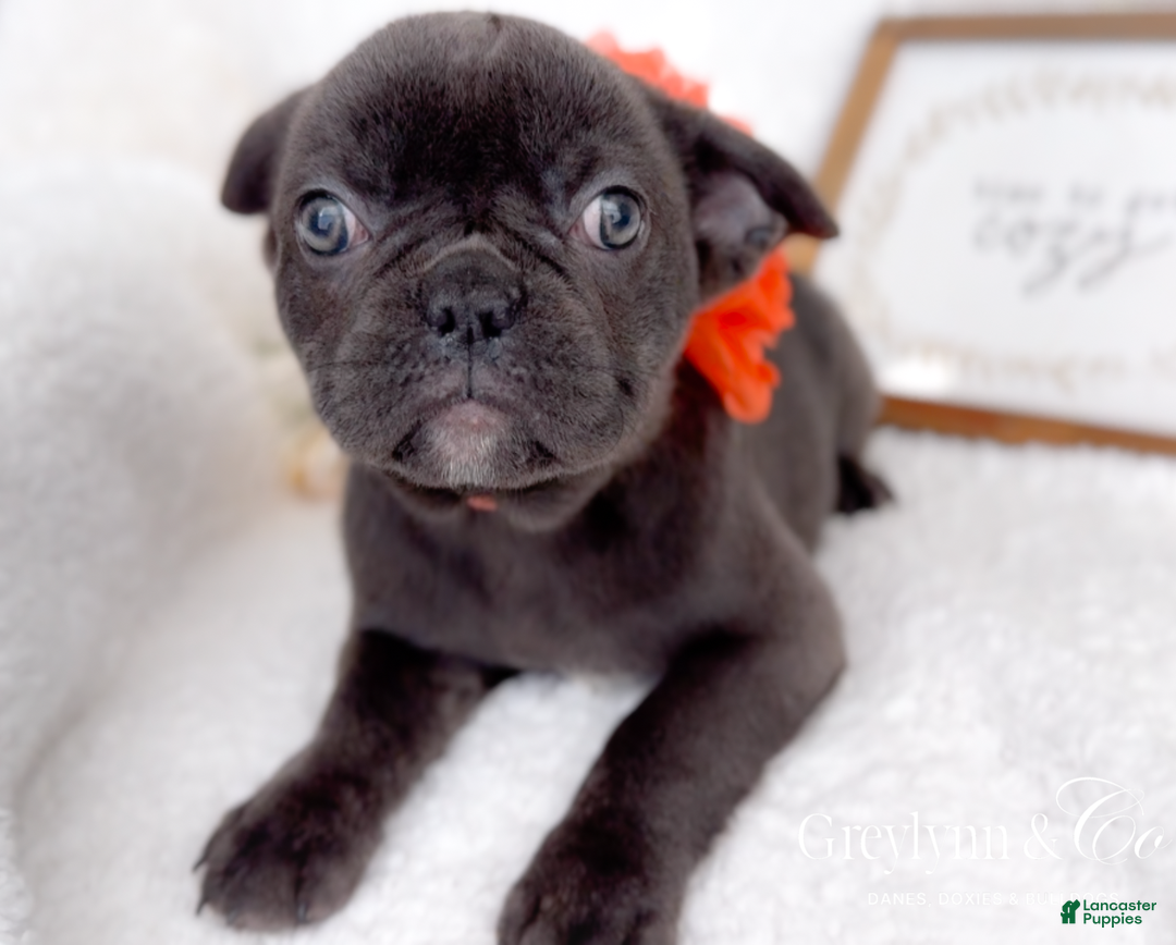 French Bulldog dogs for sale: Vixen Blue Fluffy Carrier - Ad 3