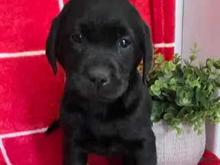 Labrador Retriever dogs Raven - Ad 15