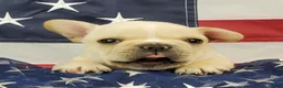 French Bulldog dogs for sale: Keoki - Ad 9
