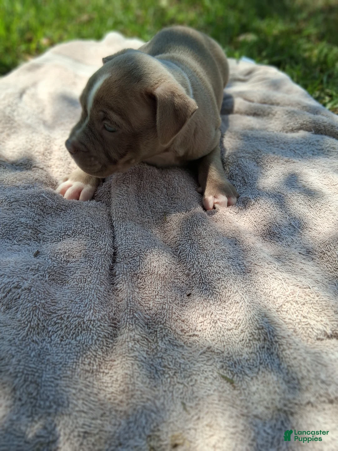 American Bully dogs for sale: American Bully 2 - Ad 2