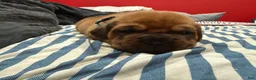 Dogue De Bordeaux dogs for sale: Dogue De Bordeaux Puppy 4 - Ad 3