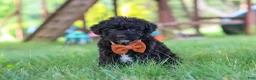 Yorkiepoo dogs for sale: Bubba - Ad 4