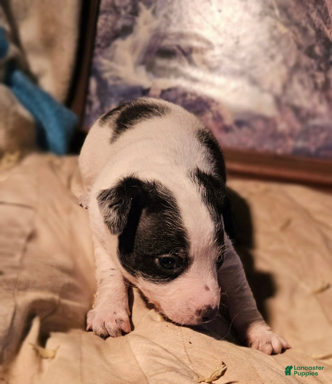 Chihuahua dogs for sale: Rocky - Ad 6