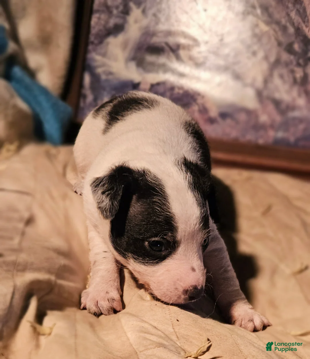 Chihuahua dogs for sale: Rocky SMALL - Ad 1