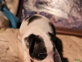 Chihuahua dogs Rocky SMALL - Ad 31