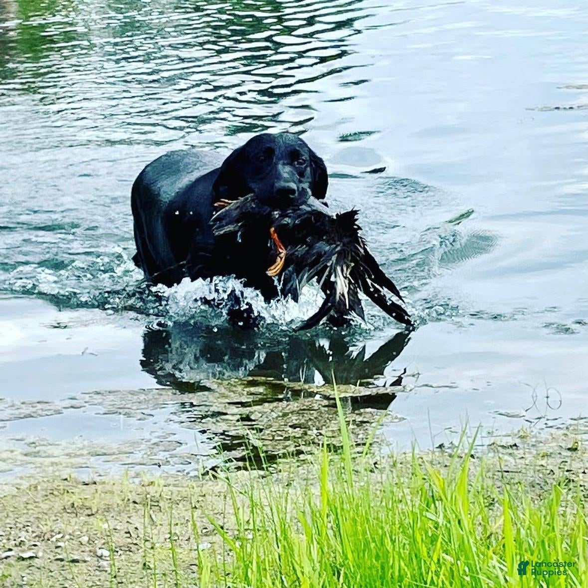 Labrador Retriever dogs Raven - Ad 2