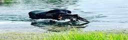 Labrador Retriever dogs for sale: Raven - Ad 2