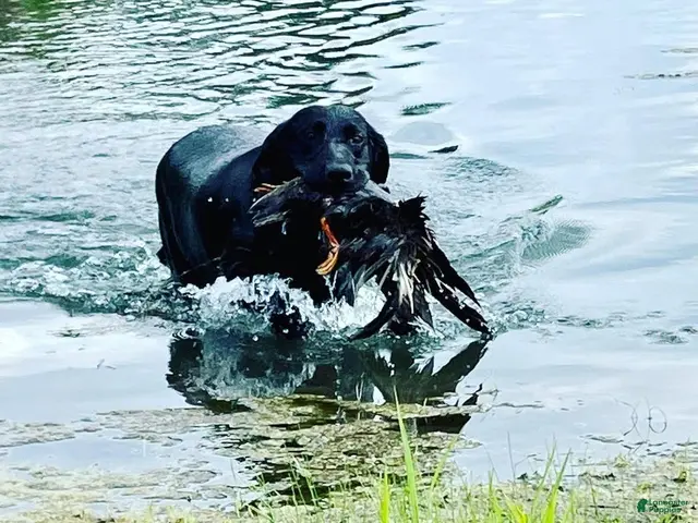 Labrador Retriever dogs for sale: Raven - Ad 2