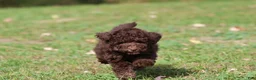 Mini Bernedoodle dogs for sale: Chocolate Cake - Ad 3