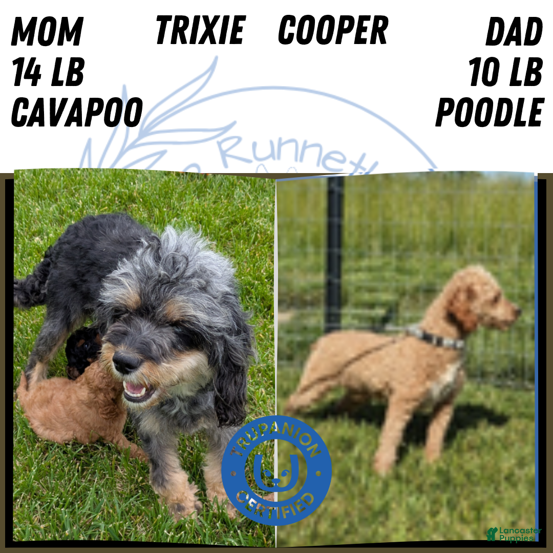 Cavapoo dogs for sale: Azzi - Ad 9
