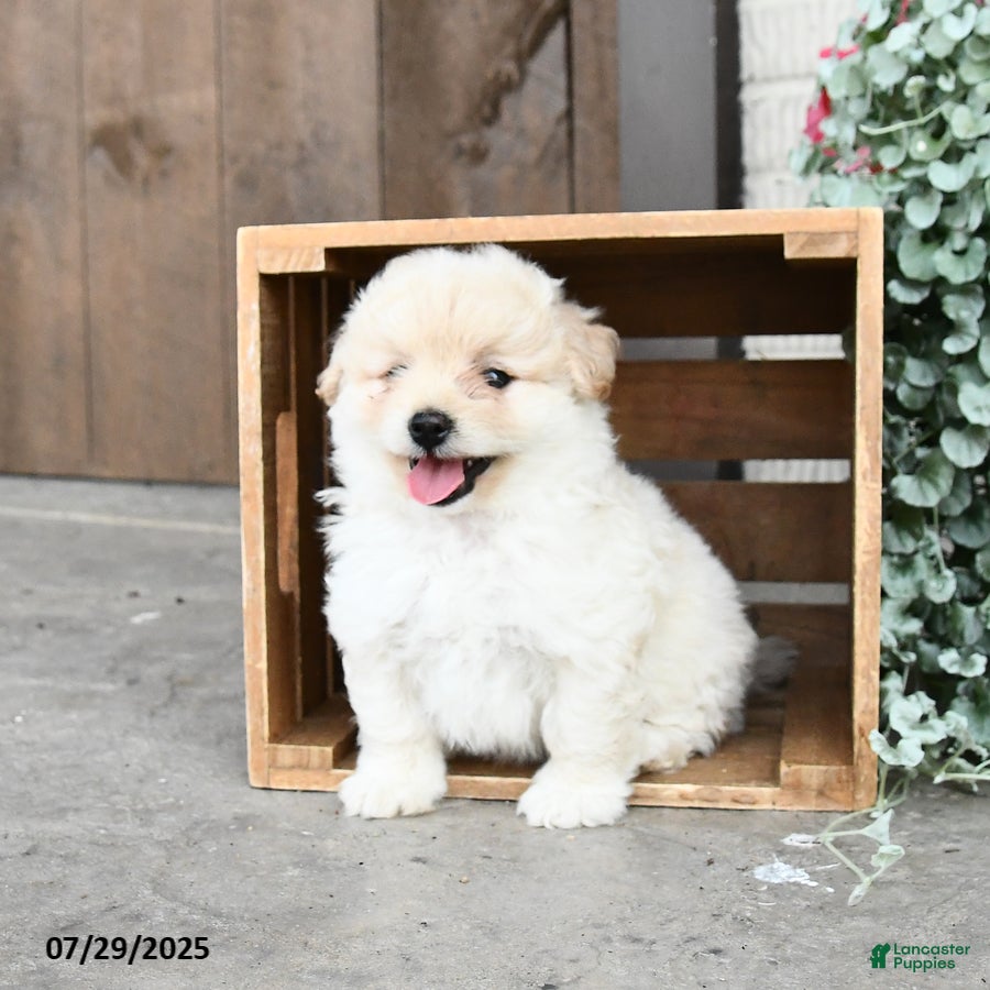 Finnish Spitz Little Rascals Japanese Spitz Long Pomapoo Puppies