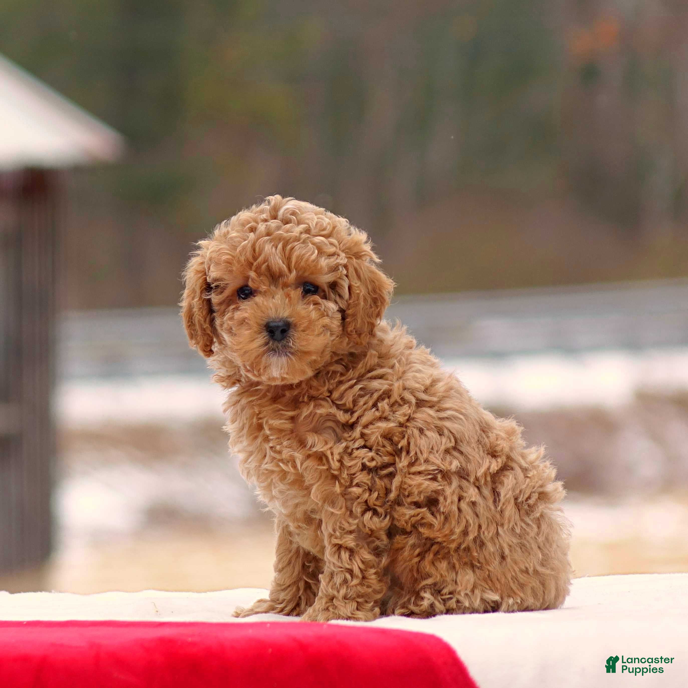 Toy Poodle dogs Dylan - Ad 29