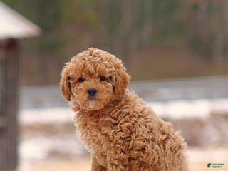 Toy Poodle dogs Dylan - Ad 21