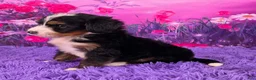 Mini Bernedoodle dogs for sale: Niles - Ad 3