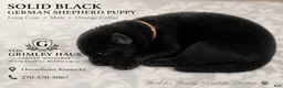 German Shepherd dogs for sale: orange - Ad 1