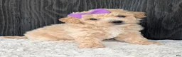 Bichpoo dogs for sale: Darla  - Ad 9