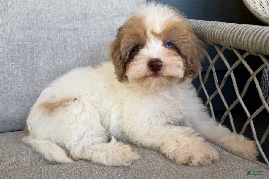 Cavapoo dogs Patty - Ad 8