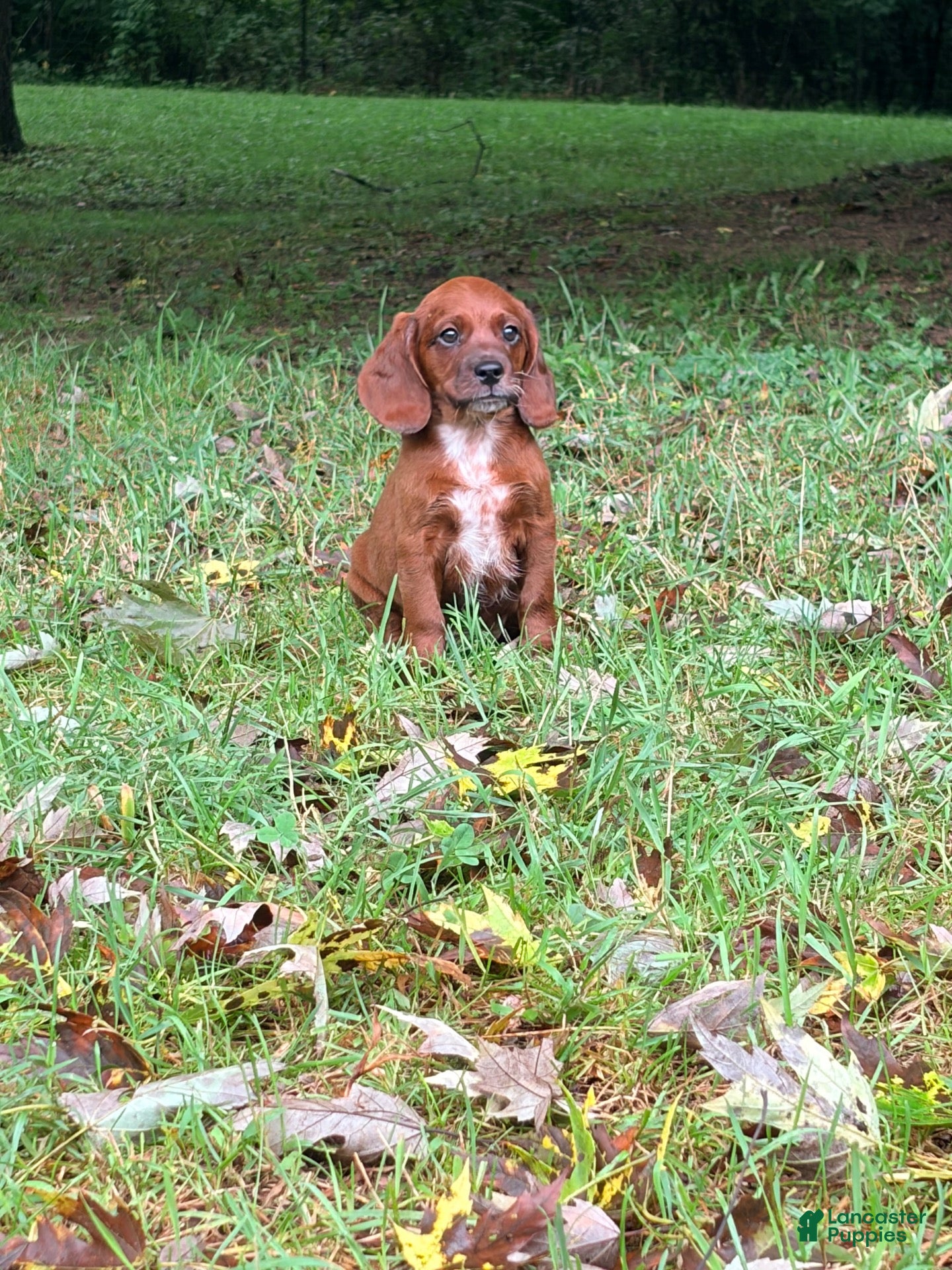 Mixed Breed dogs Mixed Breed 2 - Ad 1