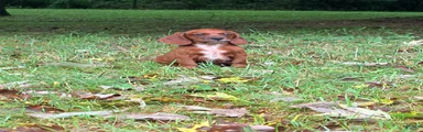 Mixed Breed 2