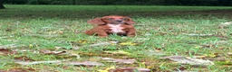 Mixed Breed dogs for sale: Mixed Breed 2 - Ad 1