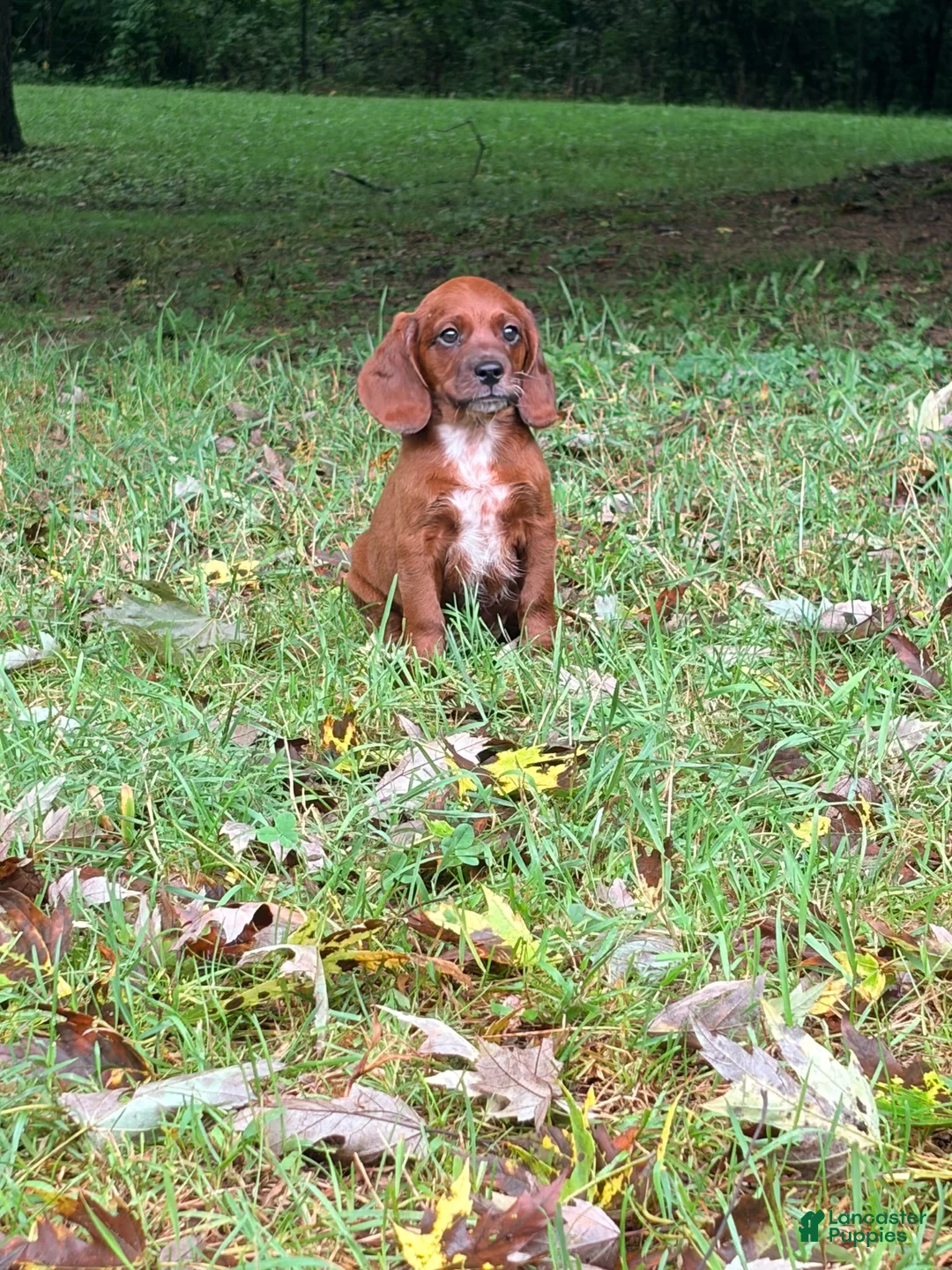 Mixed Breed dogs for sale: Mixed Breed 2 - Ad 1