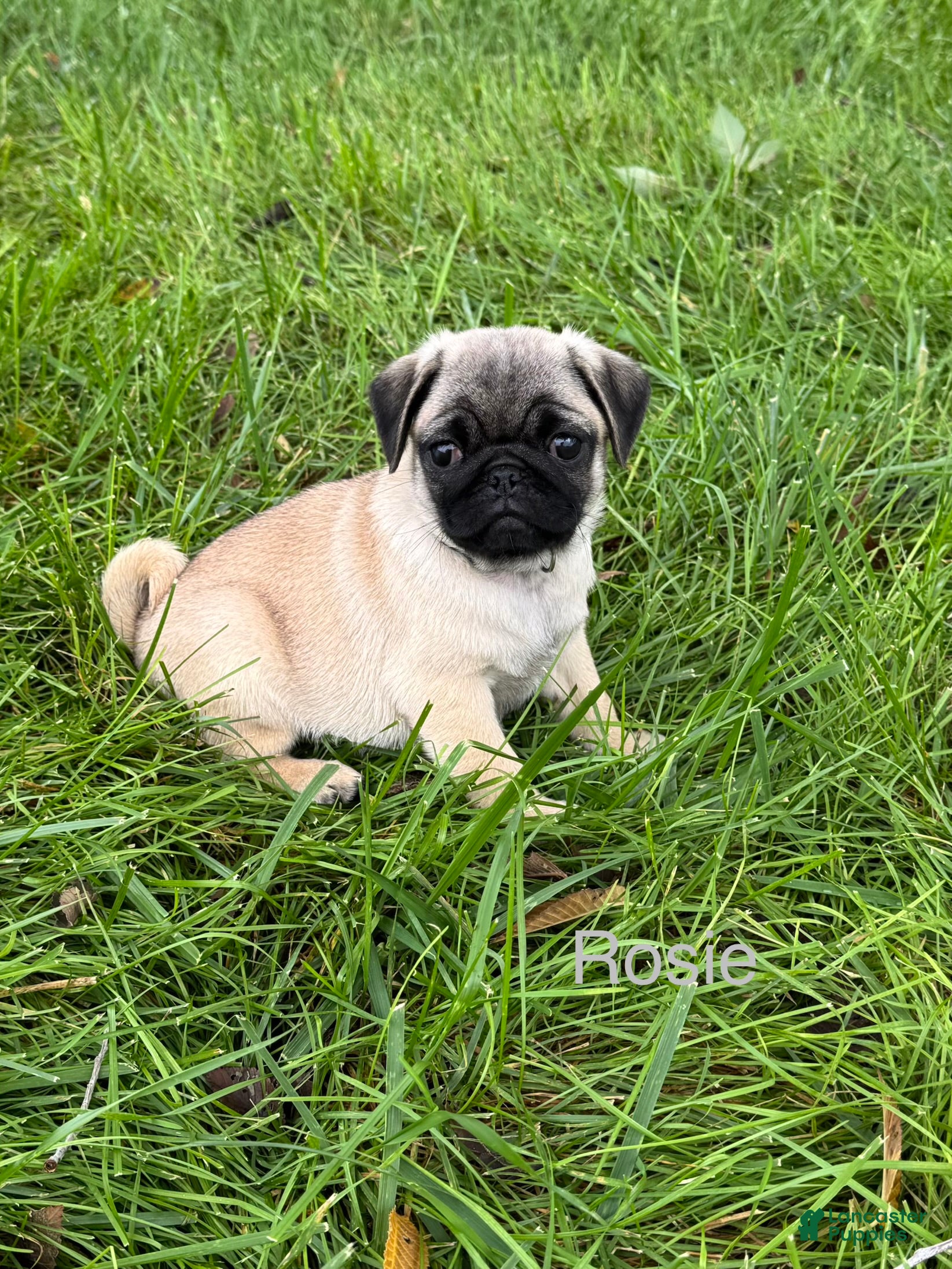 Pug dogs for sale: AKC, Rosie - Ad 2