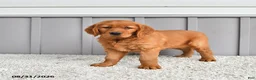 Golden Retriever dogs for sale: Sadie - Ad 2