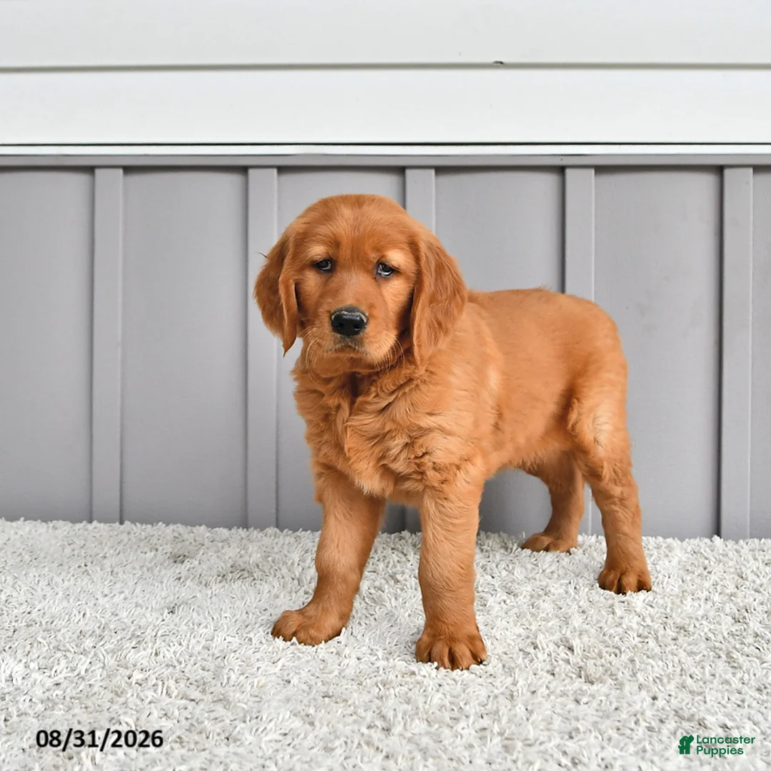 Golden Retriever dogs for sale: Sadie - Ad 2
