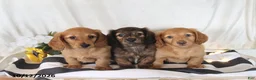 Miniature Dachshund dogs for sale: Rose  - Ad 2