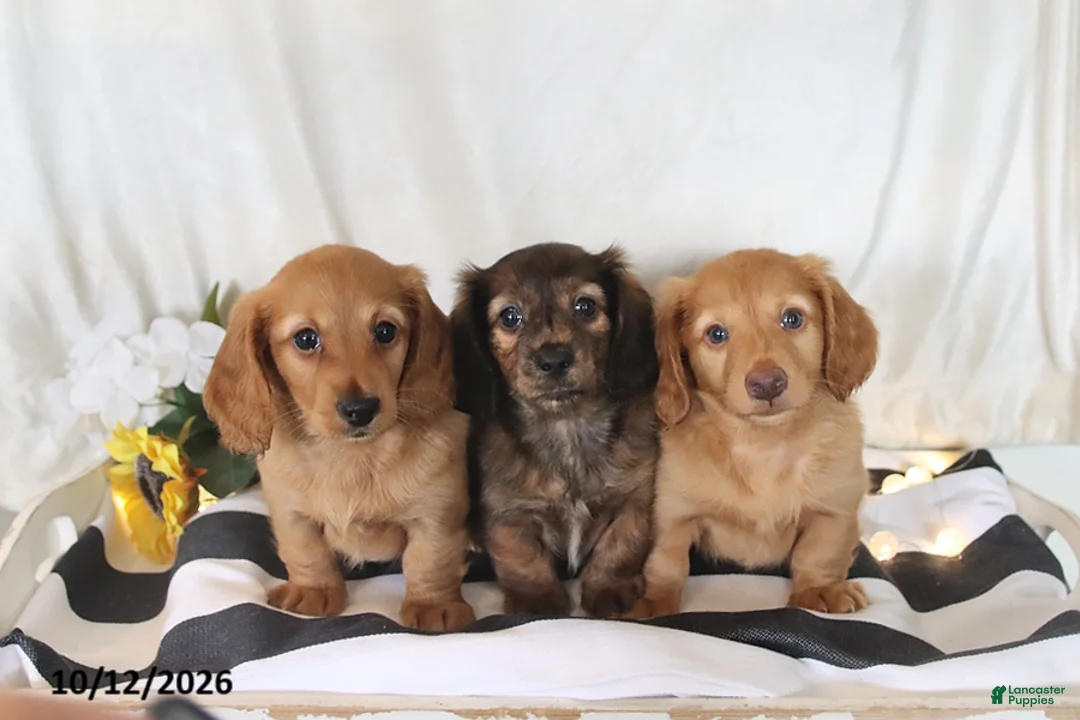 Miniature Dachshund dogs for sale: Rose  - Ad 2
