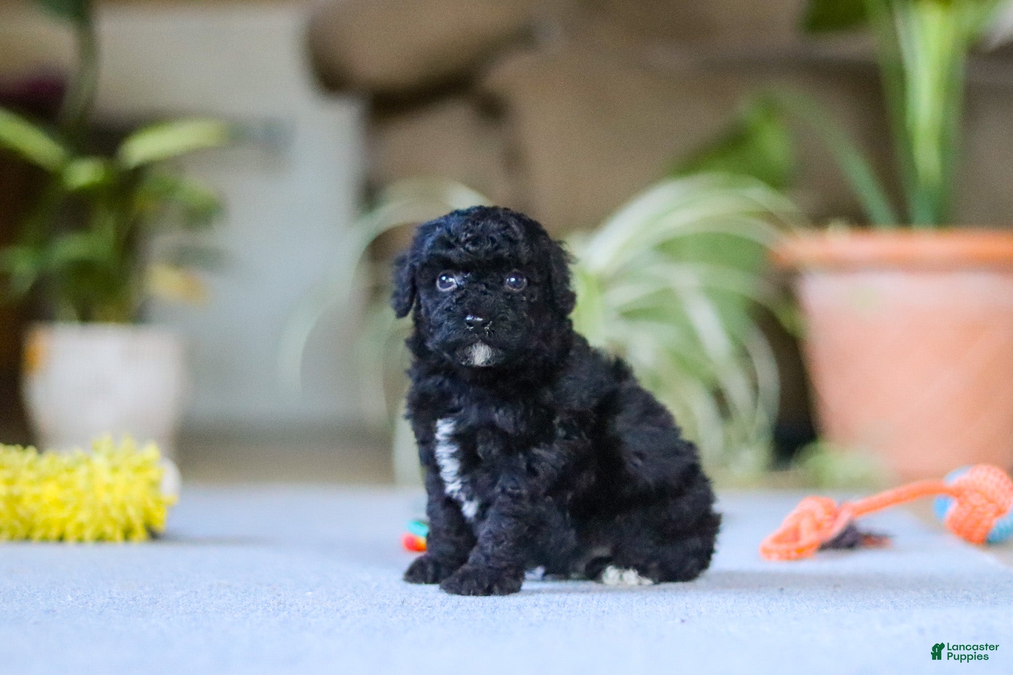 Miniature Poodle dogs for sale: Asher - Ad 2