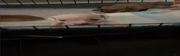 Chiweenie dogs for sale: Marshmellow - Ad 5