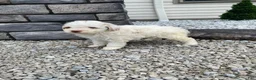 Miniature Poodle dogs for sale: Logan - Ad 11