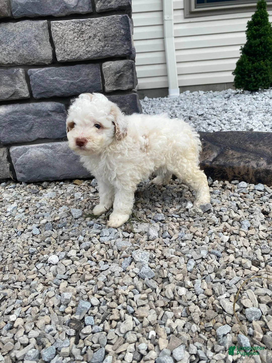 Miniature Poodle dogs for sale: Logan - Ad 11