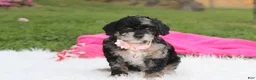 Miniature Poodle dogs for sale:  Bella - Ad 13
