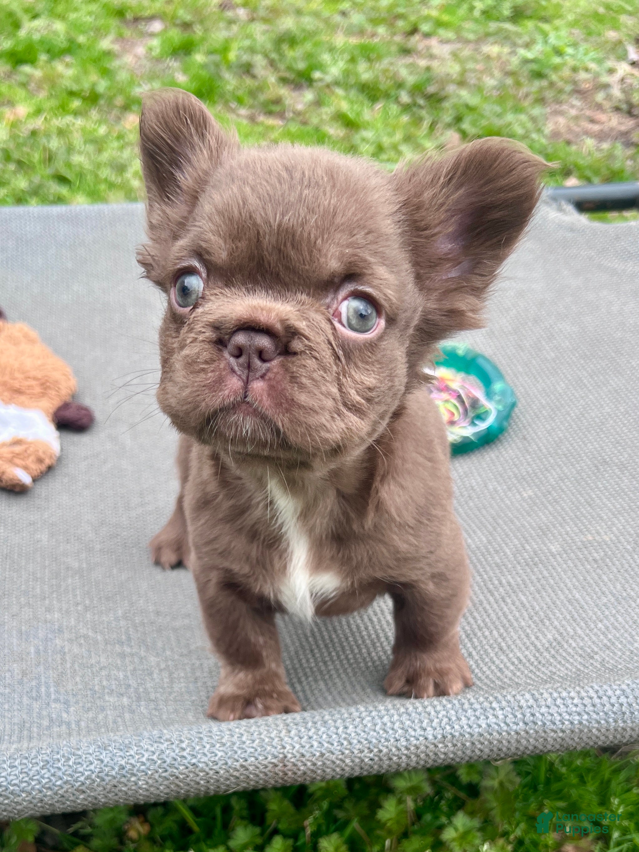 French Bulldog dogs Brownie - Ad 1