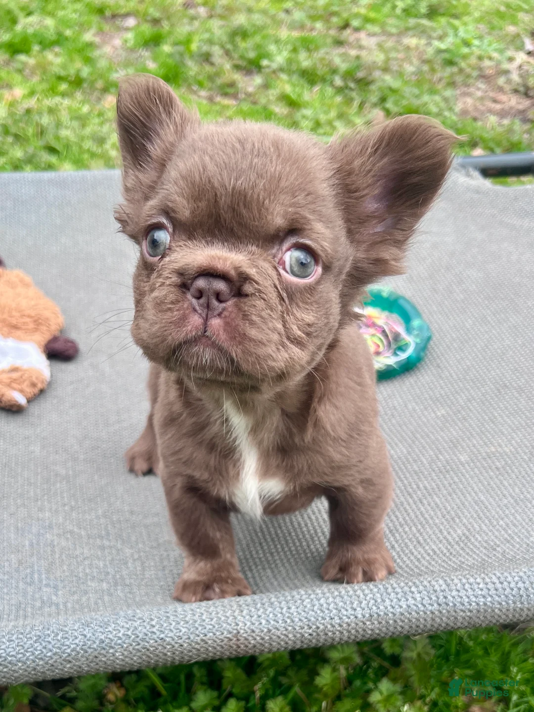 French Bulldog dogs for sale: Brownie - Ad 1
